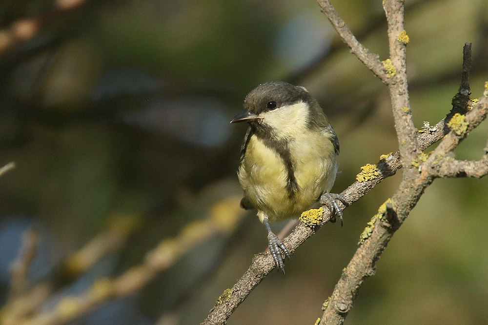 Great Tit by Mick Dryden