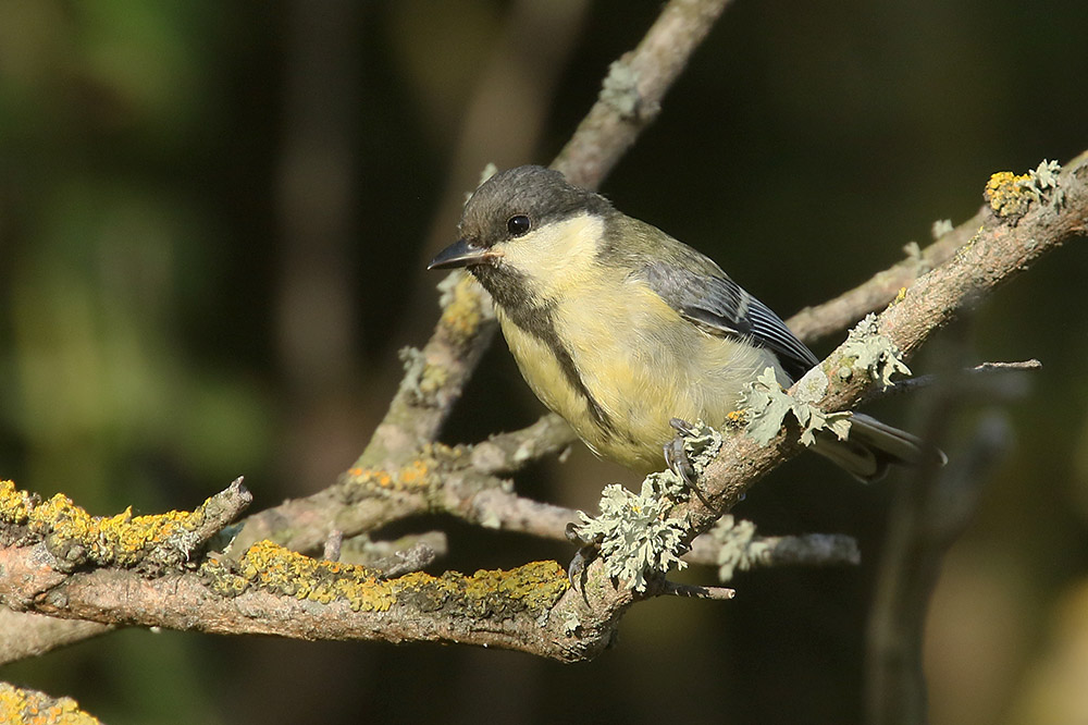 Great Tit by Mick Dryden