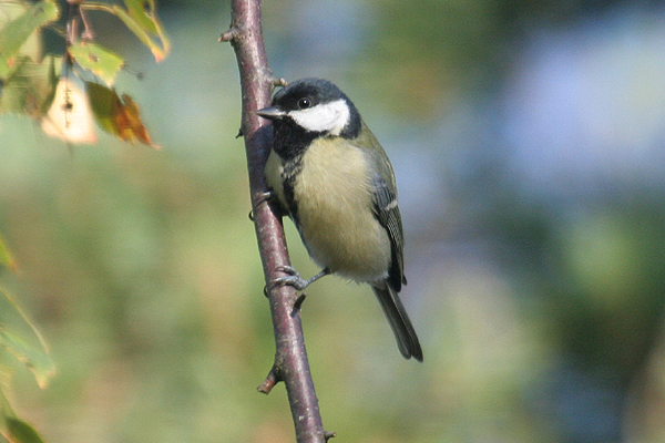 Great Tit by Mick Dryden