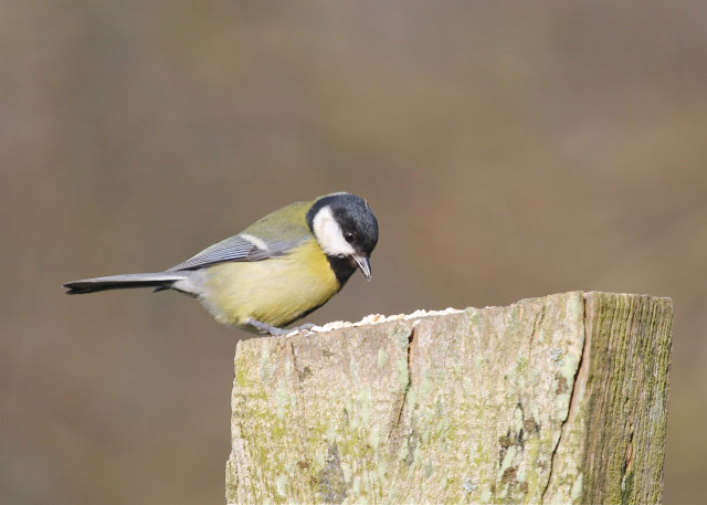 Great Tit by Vikki Robertson