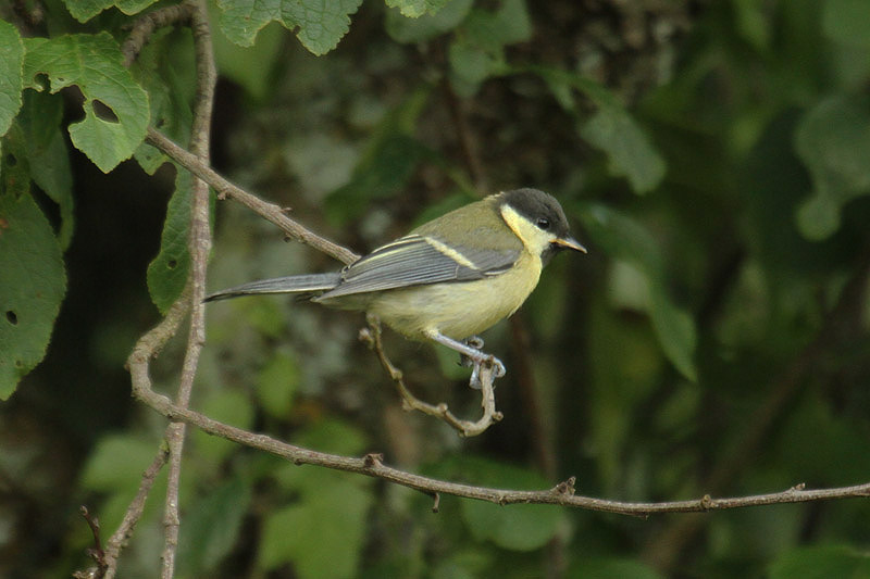 Great Tit by Mick Dryden