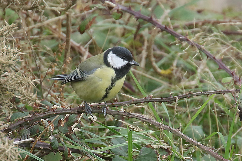 Great Tit by Mick Dryden