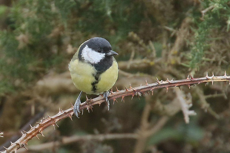 Great Tit by Mick Dryden