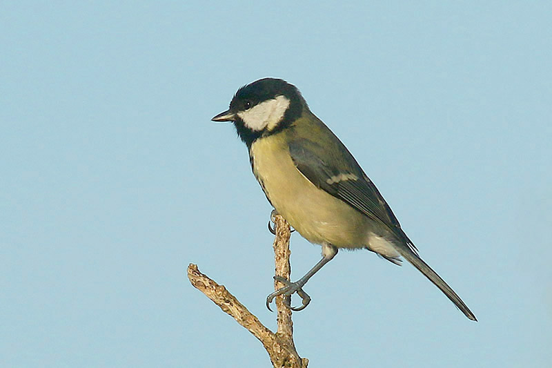 Great Tit by Mick Dryden