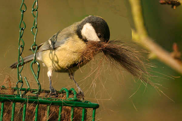 Great Tit by Andrew Koester