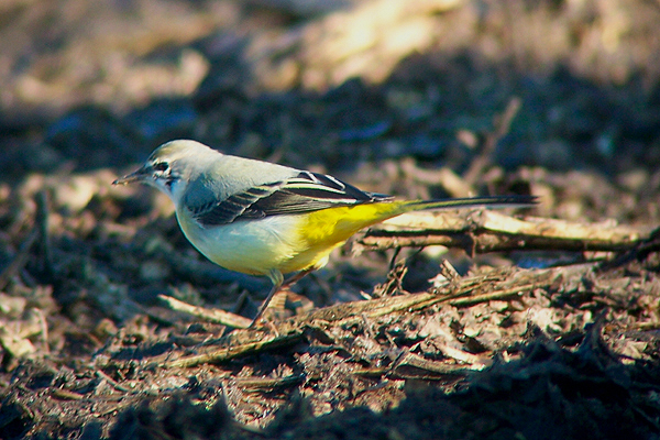 Grey Wagtail by Regis Perdriat