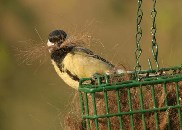 Great Tit by Andrew Koester