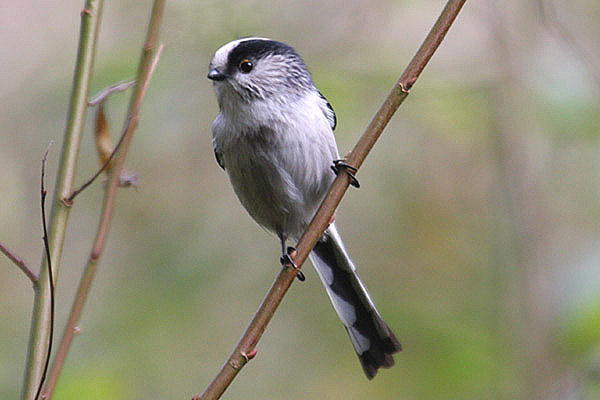 Long-tailed Tit by Mick Dryden