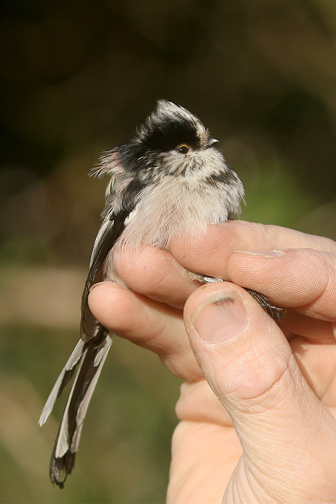 Long tailed Tit by Mick Dryden