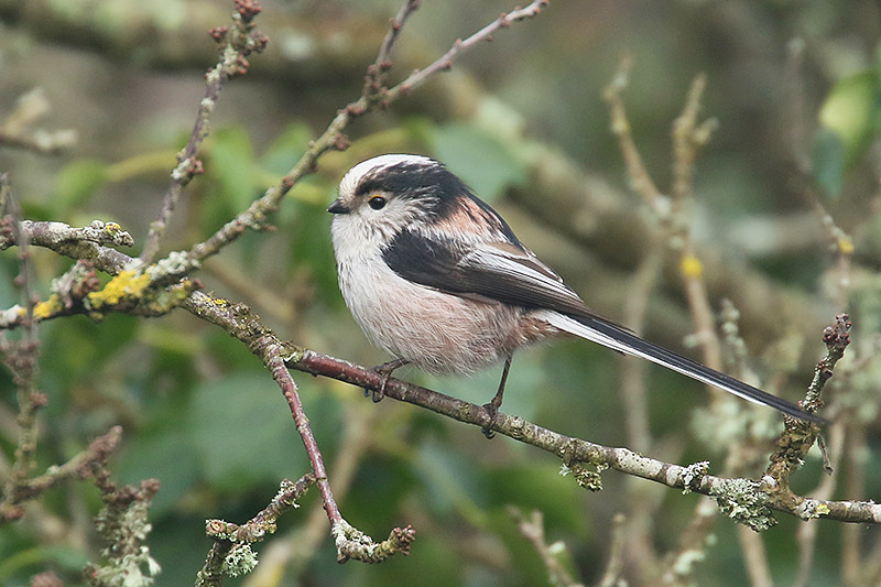 Long tailed Tit by Mick Dryden