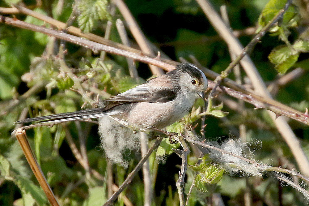 Long tailed Tit by Mick Dryden