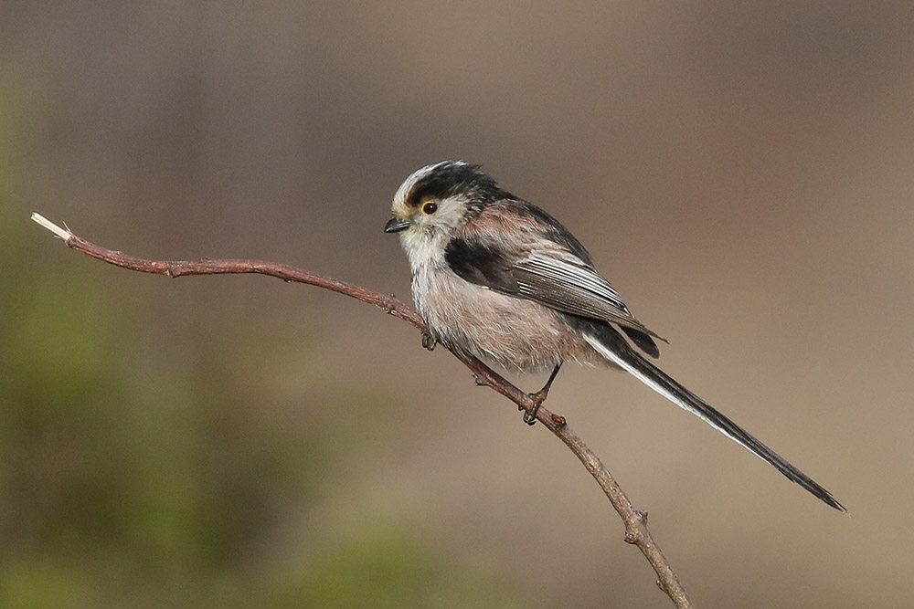 Long tailed Tit by Mick Dryden