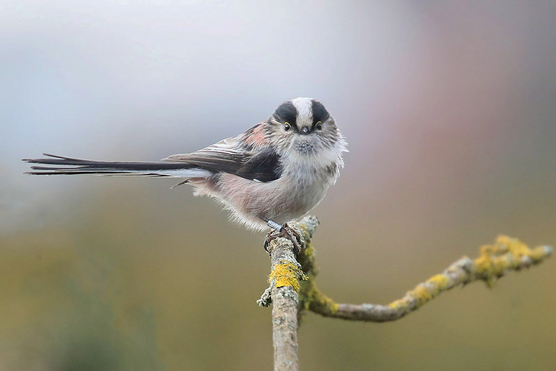 Long tailed Tit by Mick Dryden