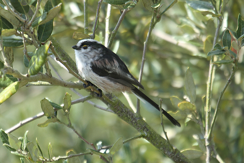 Long-tailed Tit by Mick Dryden