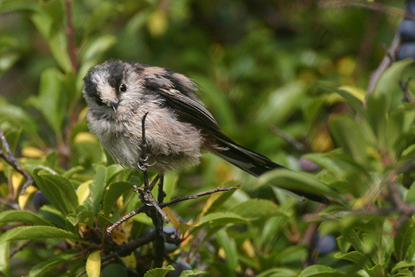 Long-tailed Tit by Mick Dryden