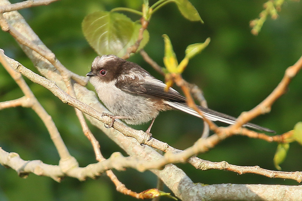 Long-tailed Tit by Mick Dryden