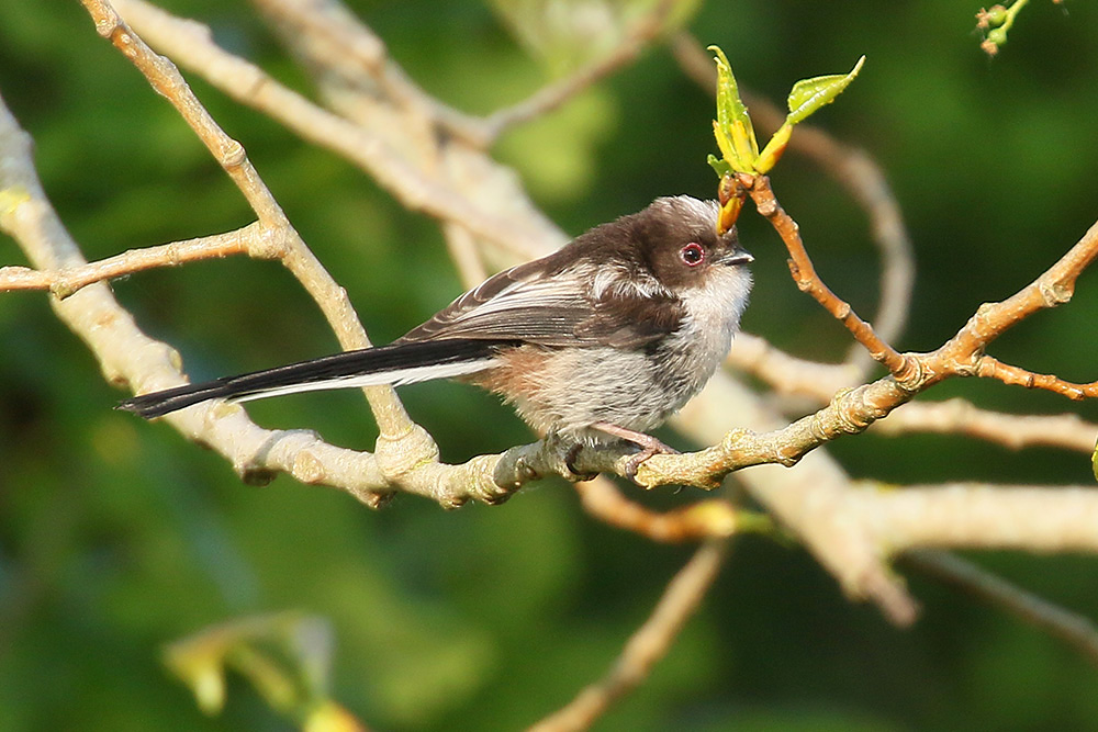 Long-tailed Tit by Mick Dryden