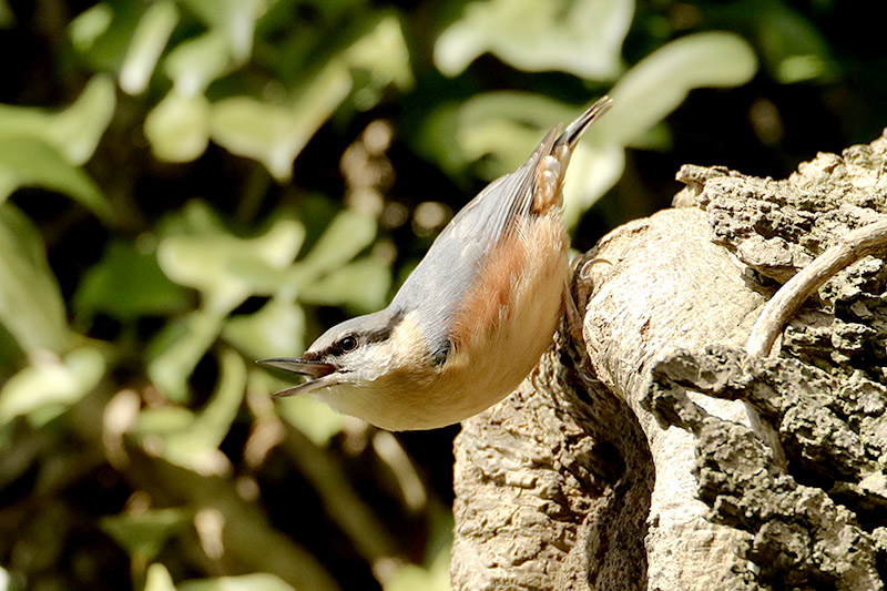 Nuthatch by Alan Modral