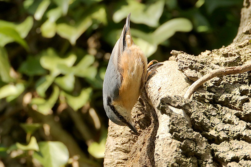 Nuthatch by Alan Modral