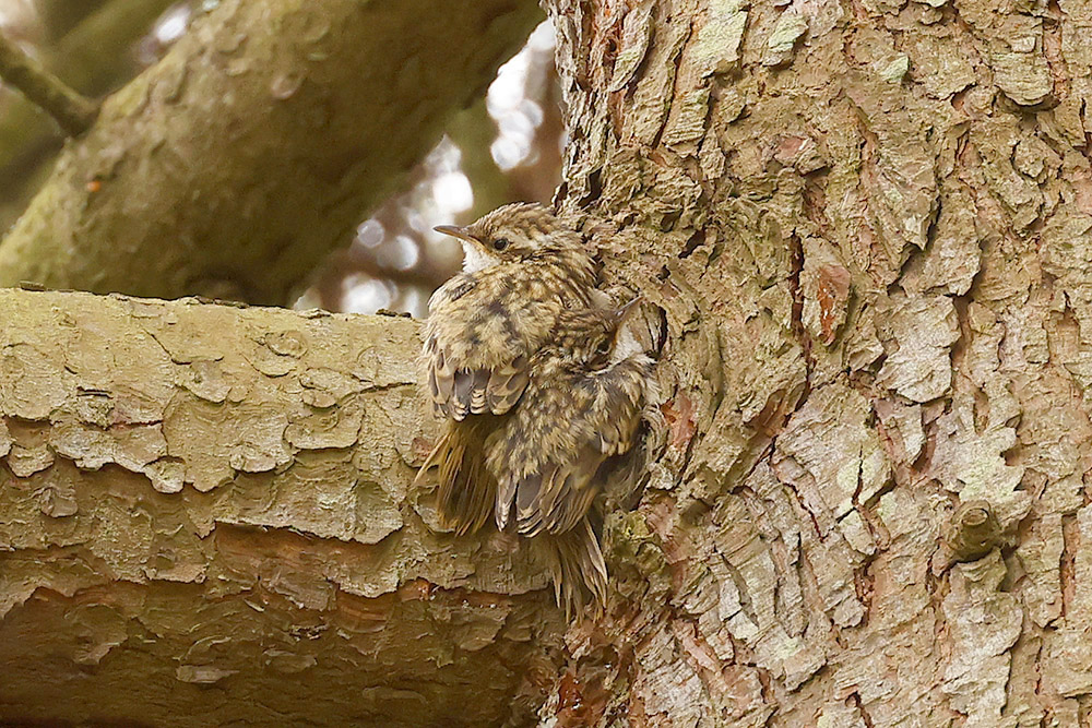 Short toed Treecreepers by Mick Dryden