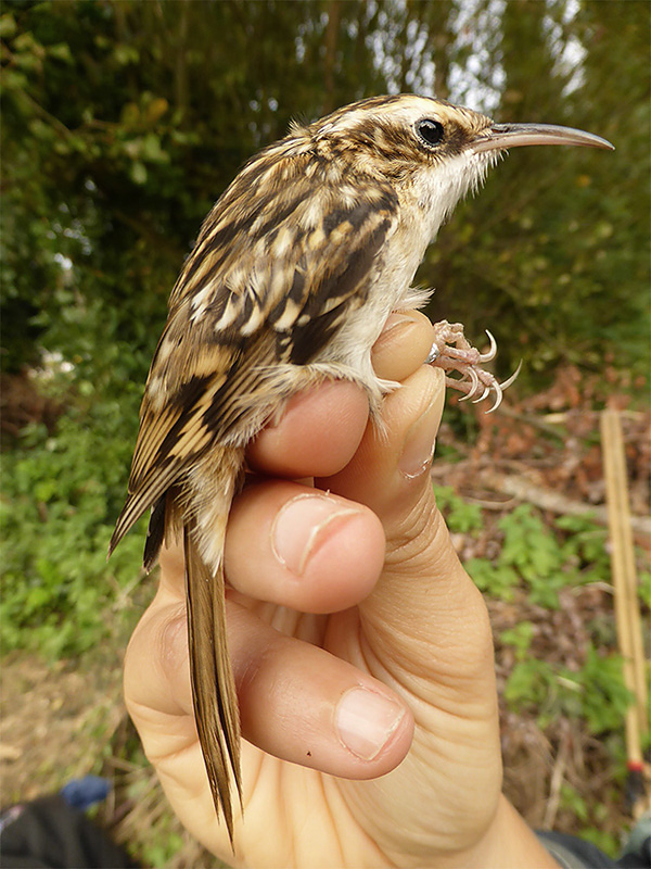 Short-toed Treecreeper by David Buxton