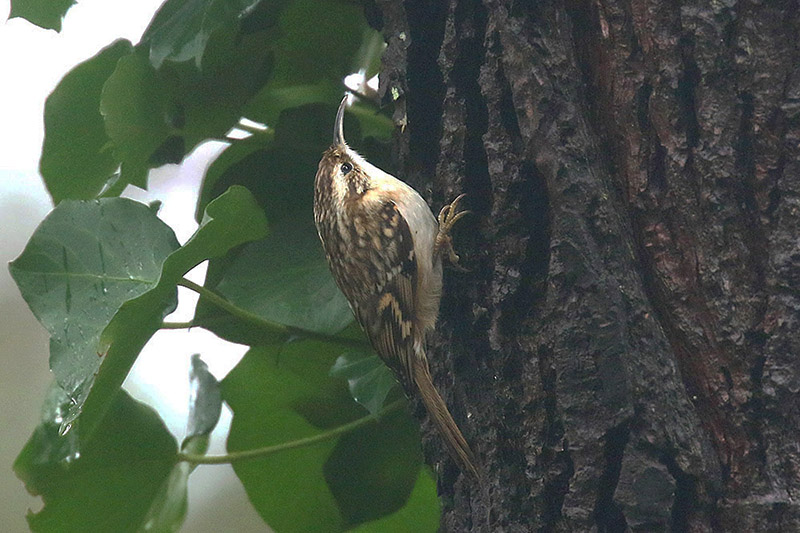 Short toed Treecreeper by Mick Dryden