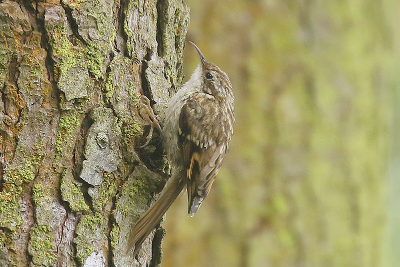 Short toed Treecreeper by Mick Dryden