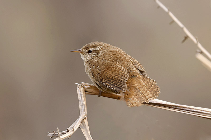 Wren by Mick Dryden