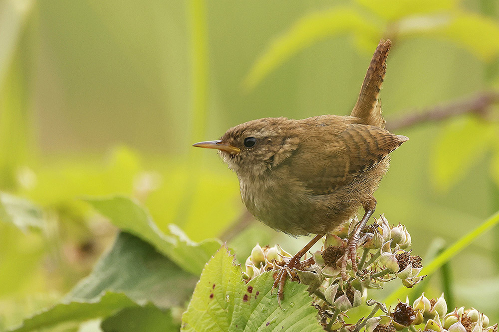 Wren by Mick Dryden