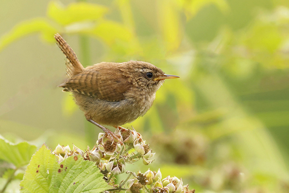 Wren by Mick Dryden