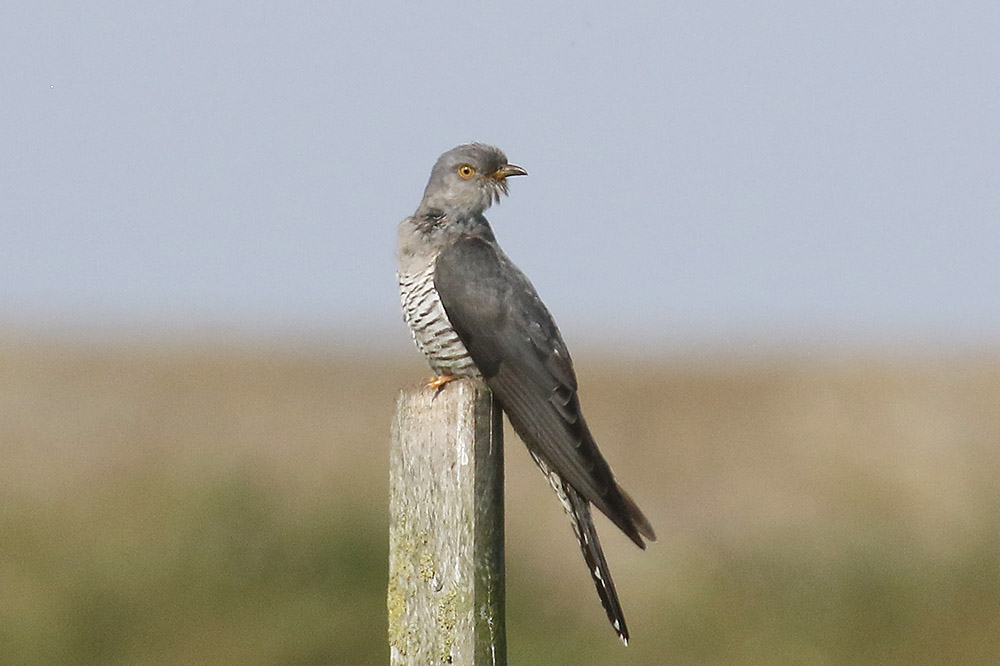Cuckoo by Mick Dryden