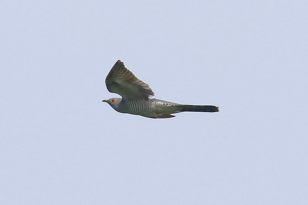 Cuckoo by Mick Dryden