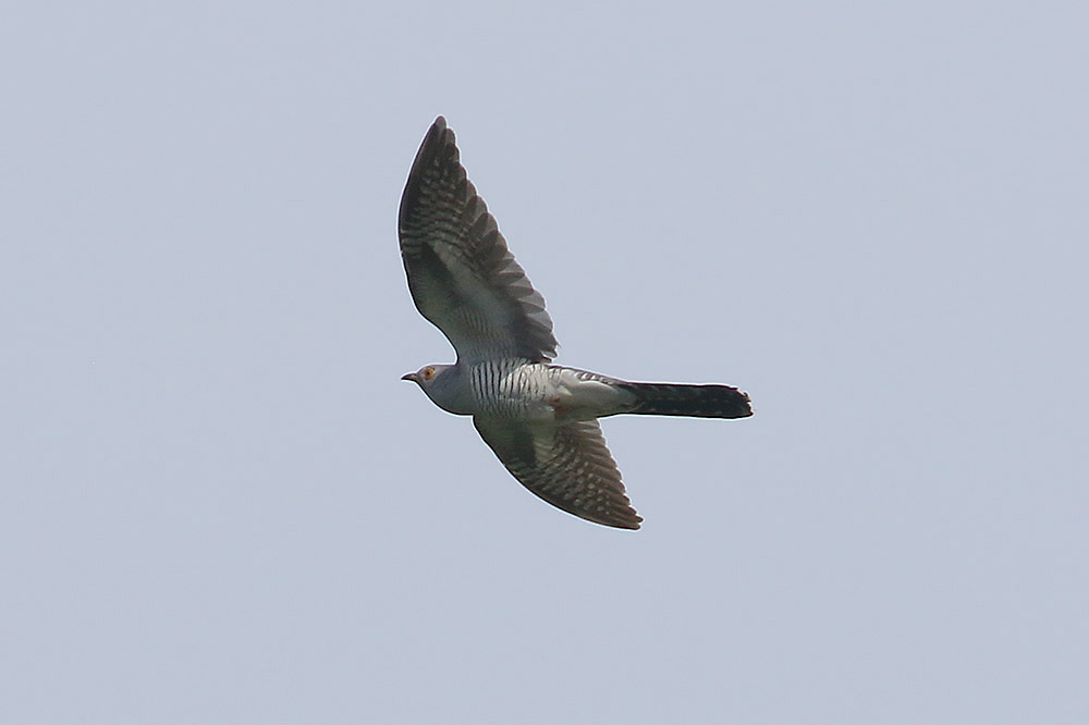 Cuckoo by Mick Dryden