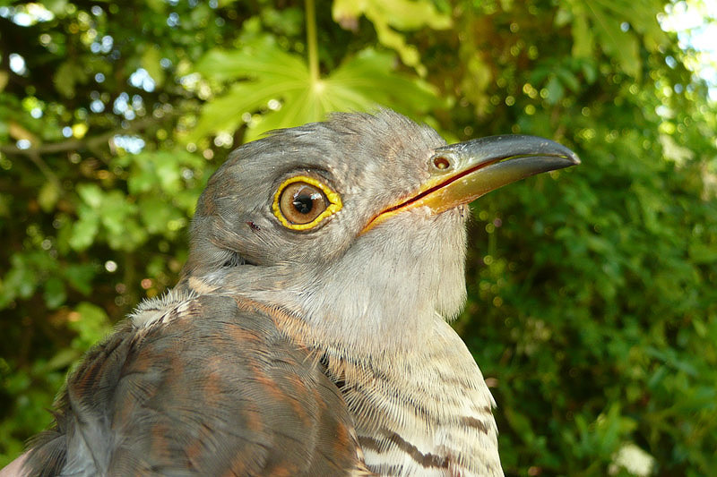 Cuckoo by David Buxton