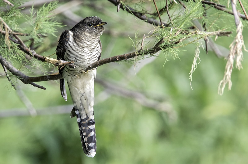 Cuckoo by Romano da Costa