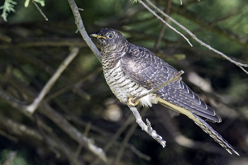 Cuckoo by Romano da Costa