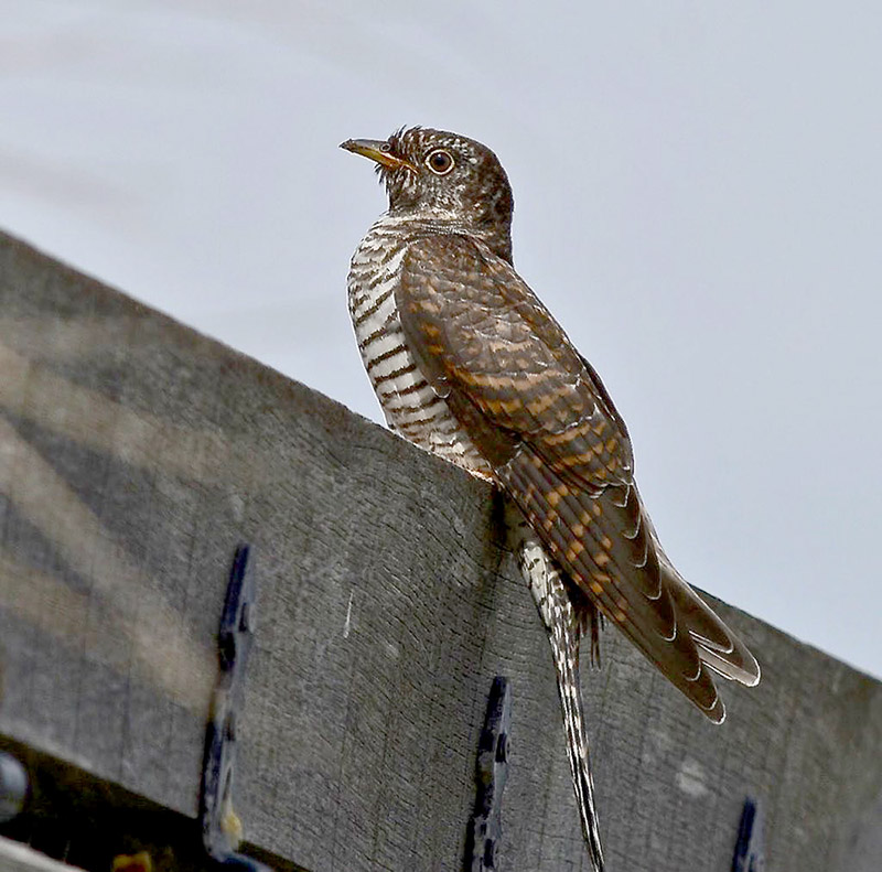 Cuckoo by Frank le Quesne