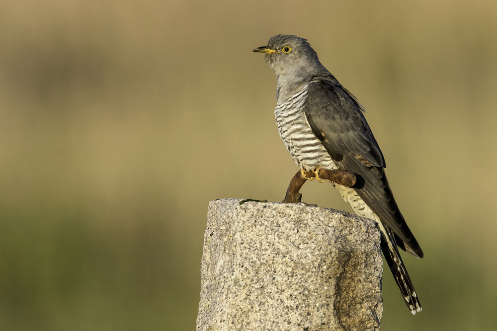 Cuckoo by Romano da Costa