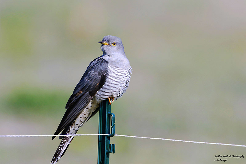 Cuckoo by Alan Modral