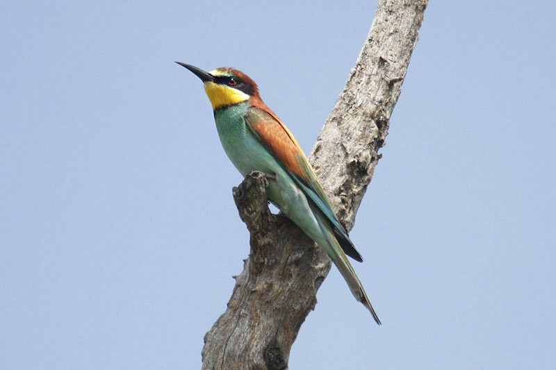 European Bee-eater by Mick Dryden