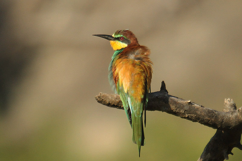 European Bee-eater by Mick Dryden