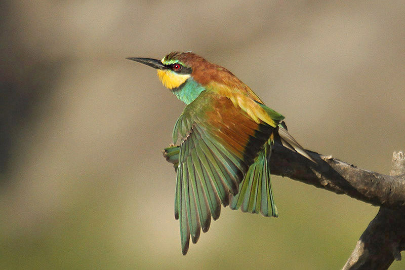 European Bee-eater by Mick Dryden