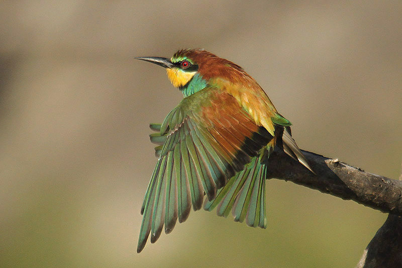 European Bee Eater by Mick Dryden