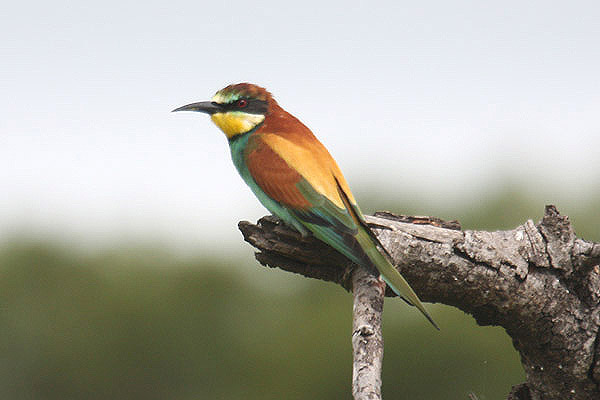 European Bee Eater by Mick Dryden