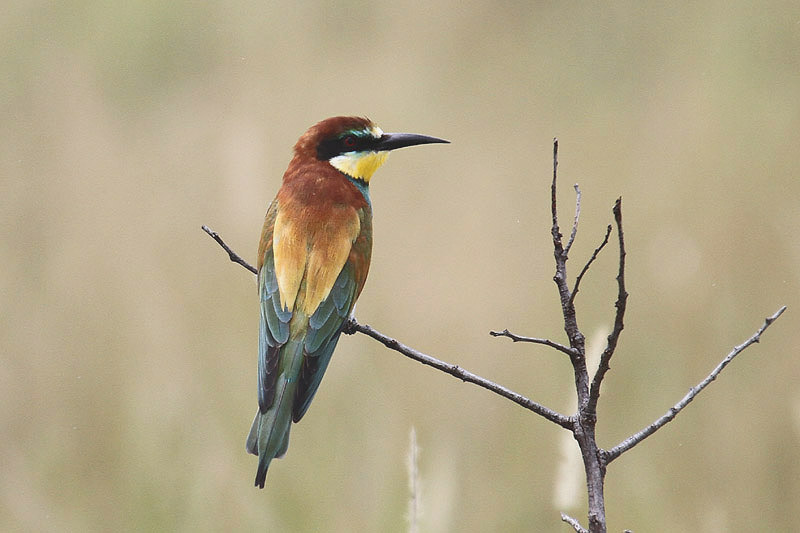 European Bee Eater by Mick Dryden