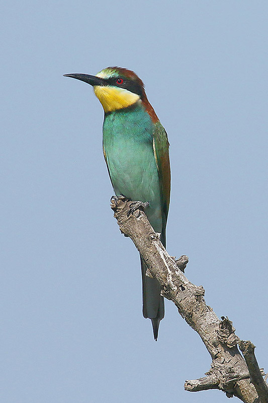 European Bee Eater by Mick Dryden