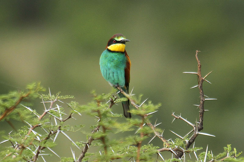 European Bee Eater by Mick Dryden