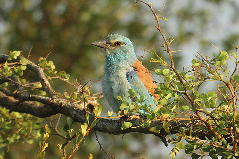 European Roller by Mick Dryden