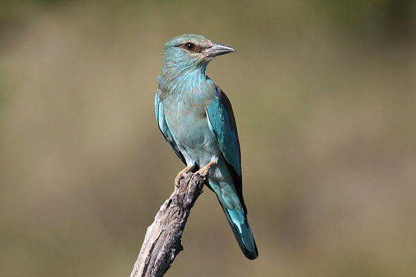 European Roller by Mick Dryden