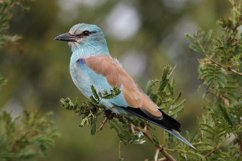 European Roller by Mick Dryden